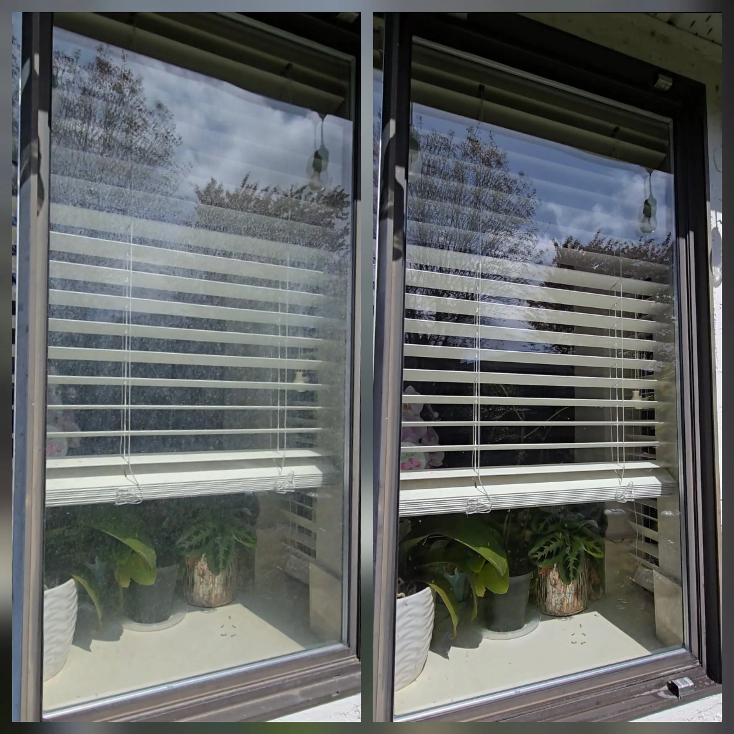 View of potted plants with large green leaves inside a glass display case with blinds, seen from outside through the glass.