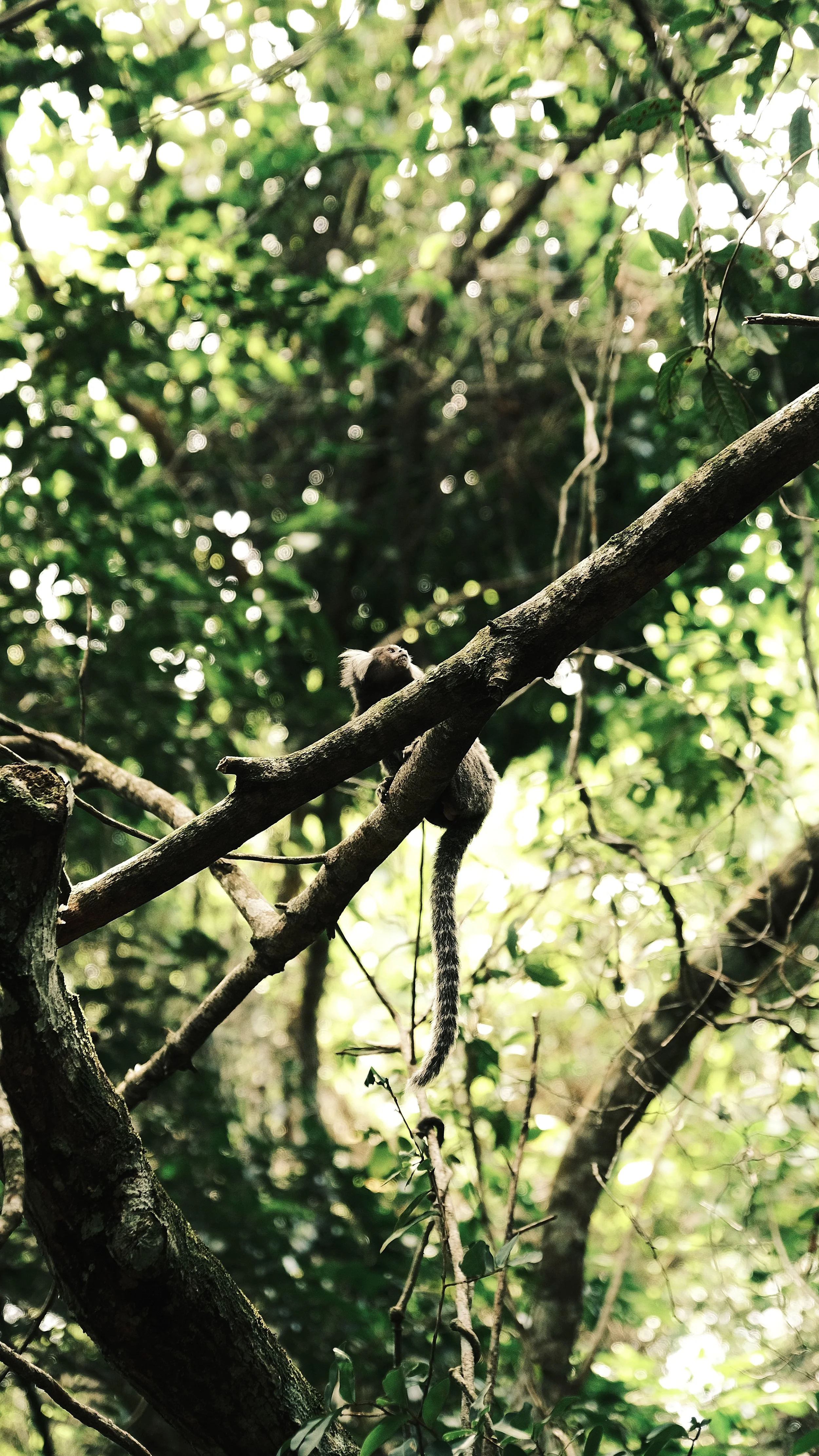 A small primate, possibly a slow loris, sitting on a tree branch amidst dense green foliage in a rainforest.