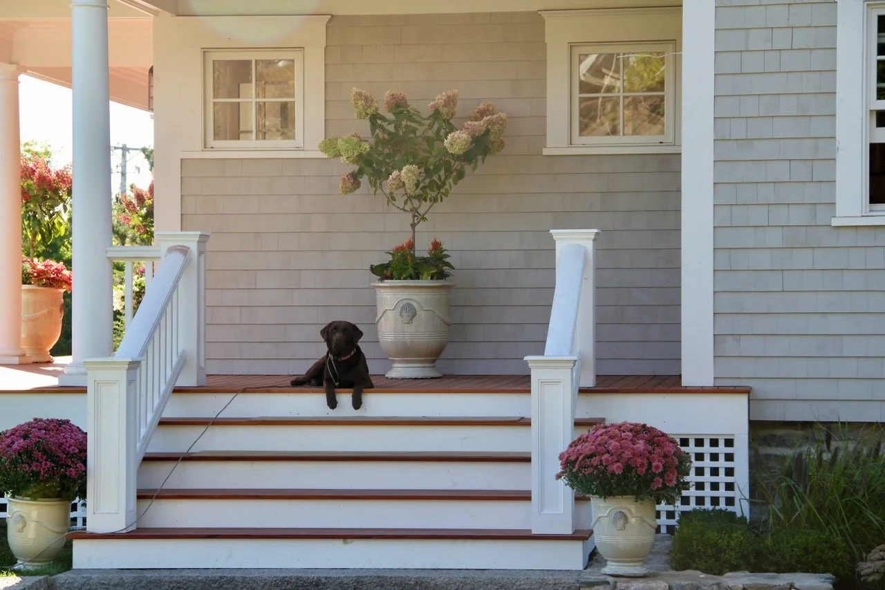 Black puppy lying on porch steps surrounded by potted plants and flowers