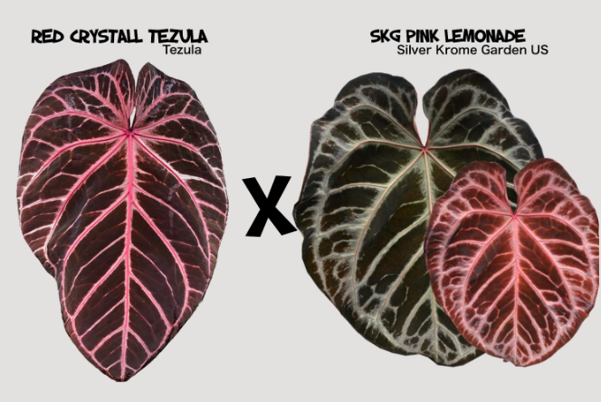RC Tez x SKG PL.png