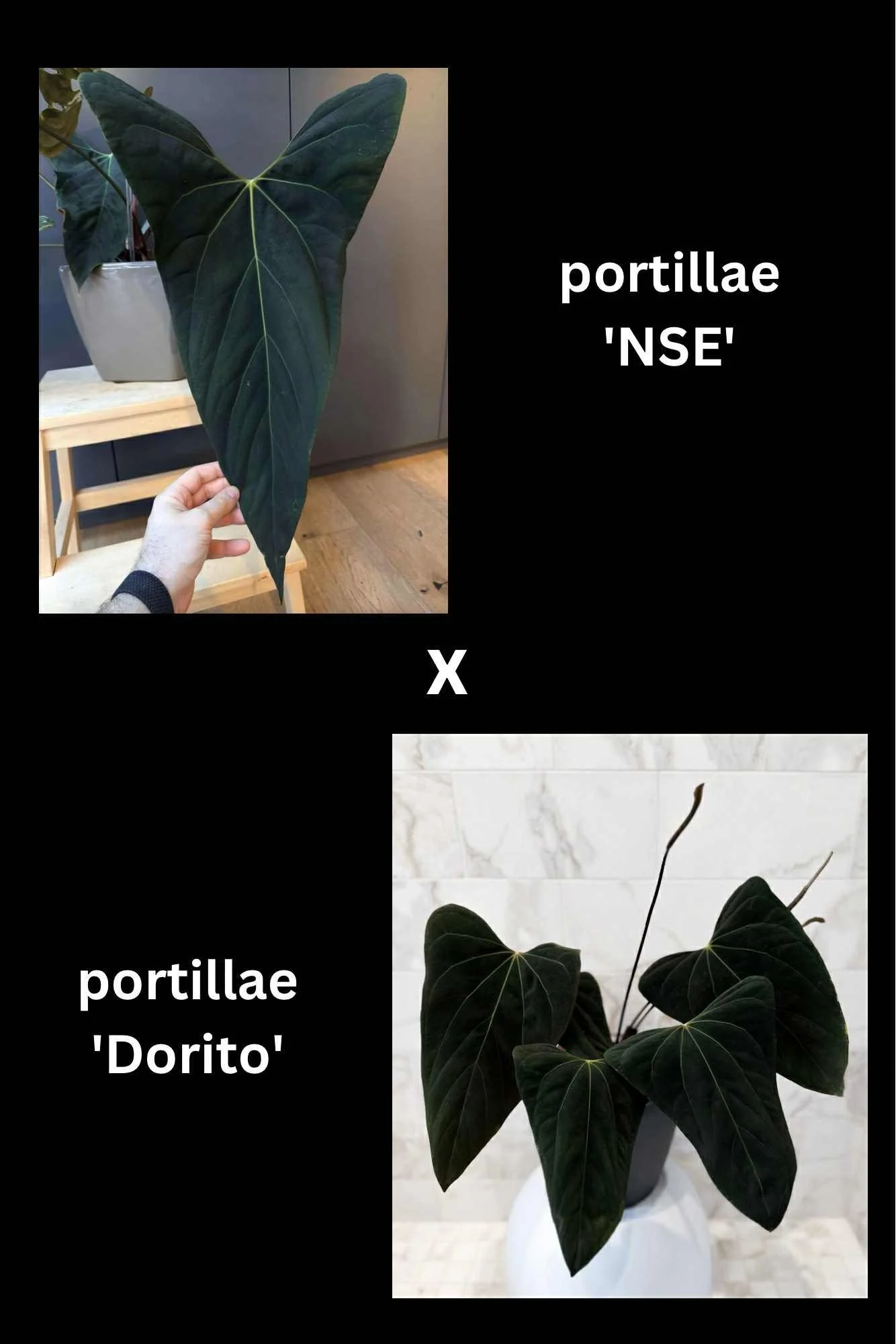 Max - NSE Port x Dorito Port.jpg