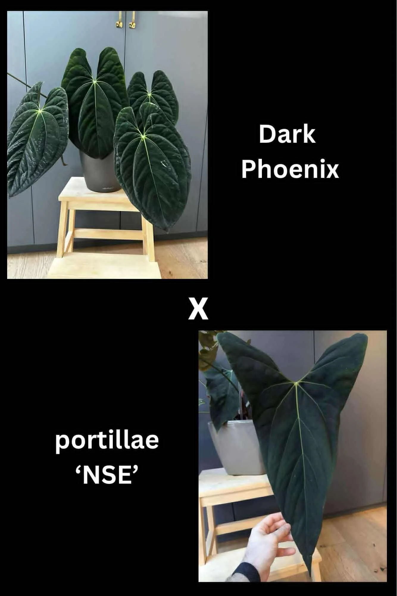 DP x NSE Portillae.jpg