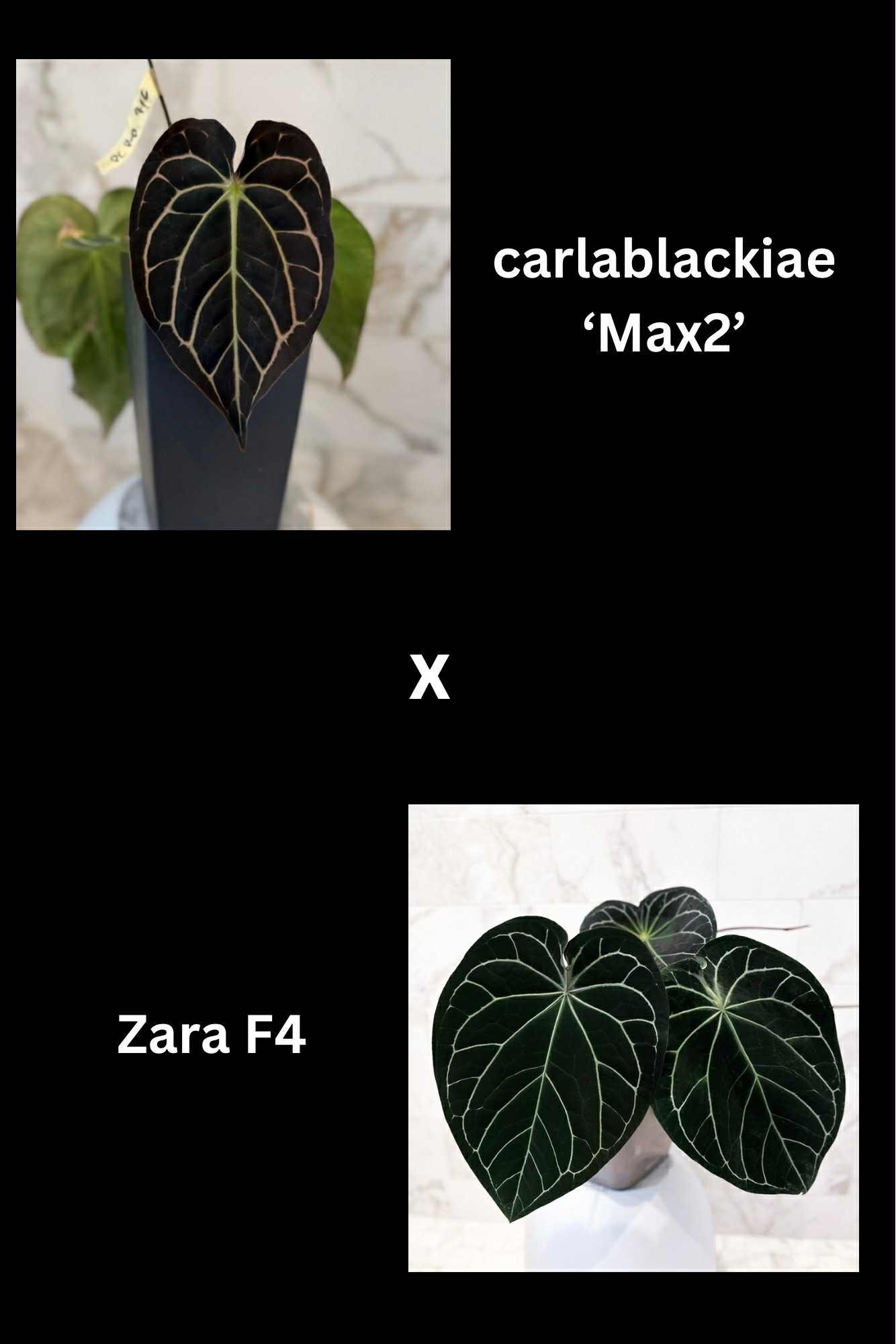 Max - Carla Max 2 x Zara F4.jpg