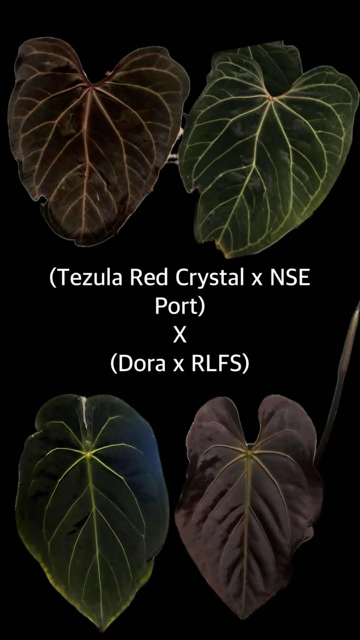 (Tezula Red Crystal x NSE Portilae) x (Dorayaki x RLFS).jpg