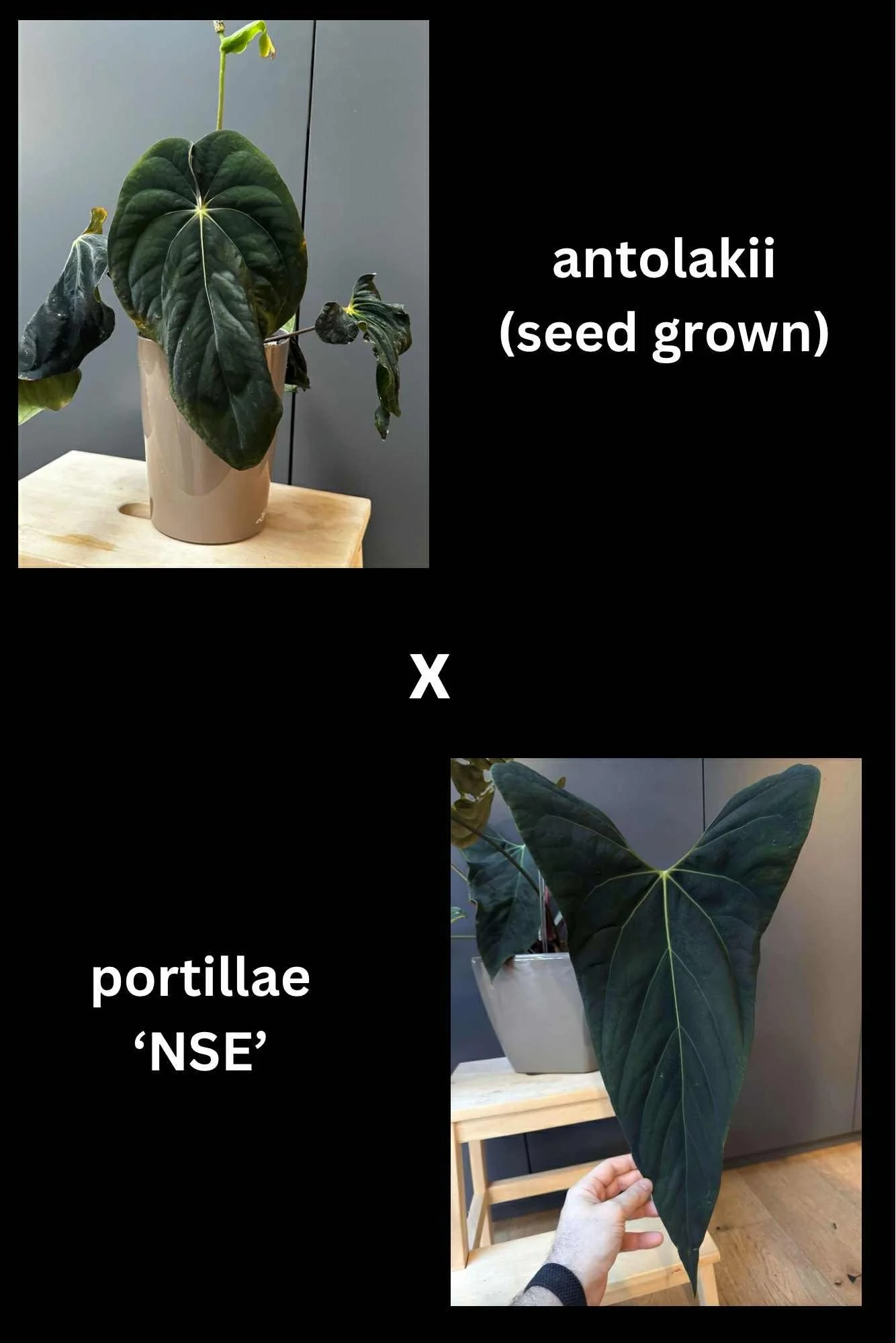 Max - Antolakii x NSE Port.jpg