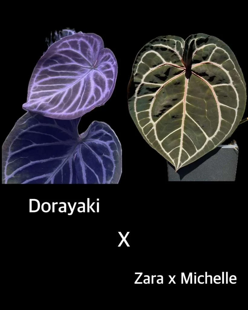 Dorayaki x (Zara x Michelle) .jpeg