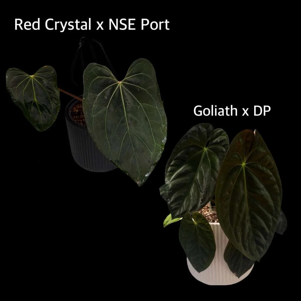 (RC x NSE Port ) x (Goliath x DP).jpeg