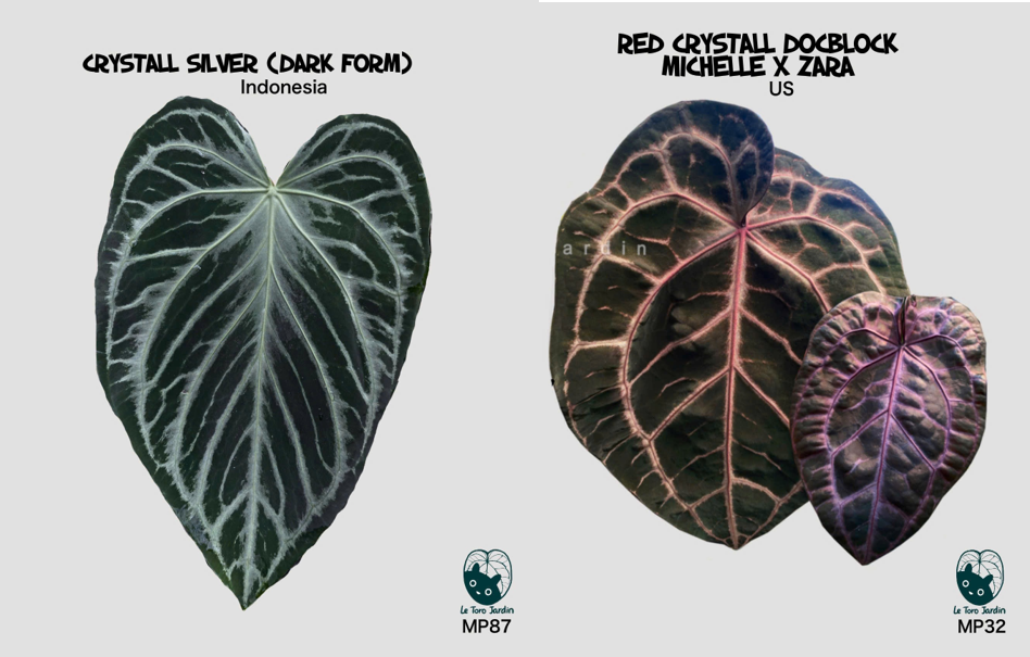 Crystall silver x Red crystall.png