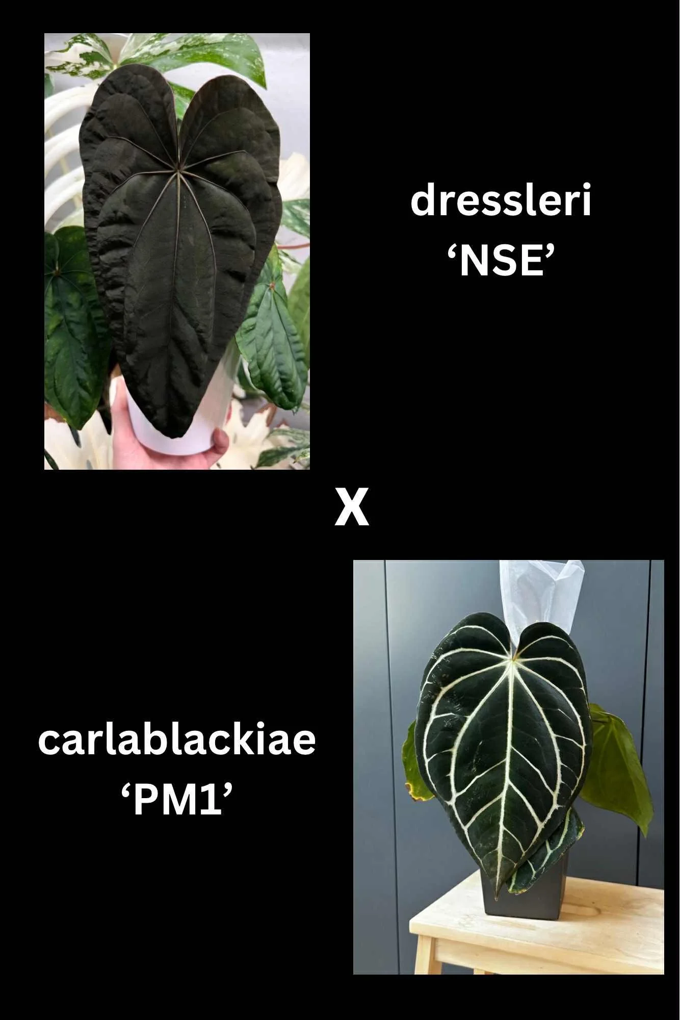 Max  - NSE Dressleri x Carla PM1.jpg
