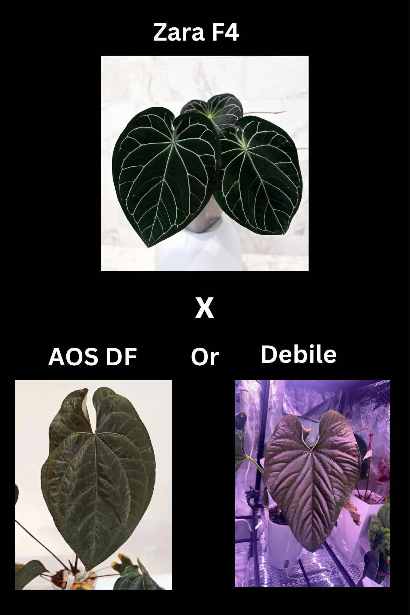 Max - Zara F4 x AOS DF or Debile.jpg