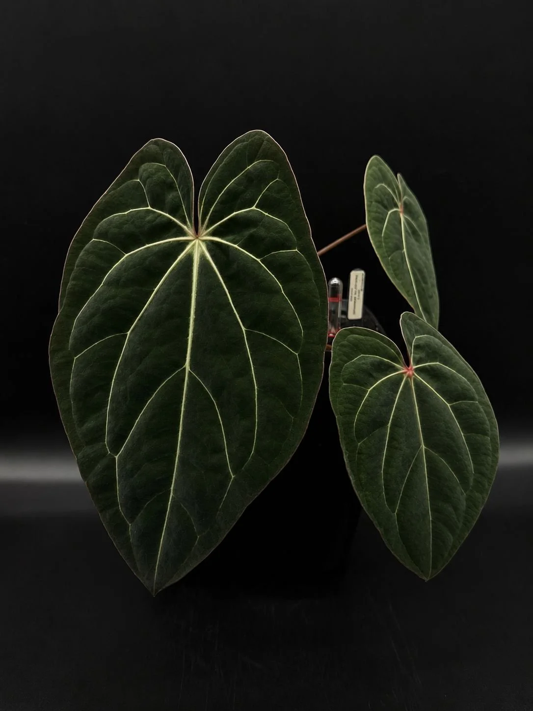 (Unknown RA Carla x GPH Carla) x RVDP