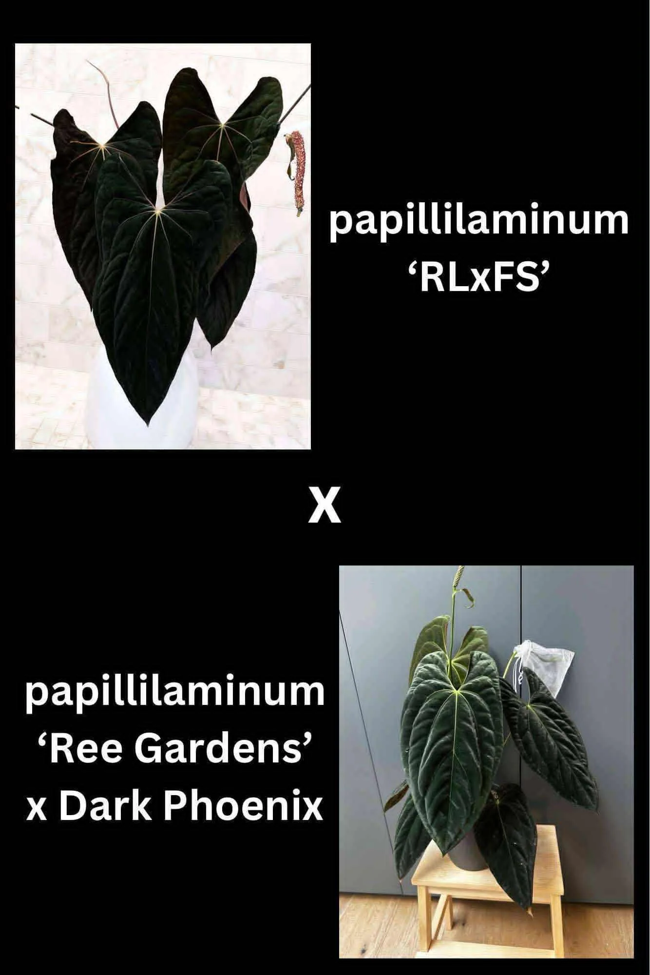 Pap RLFS x (Ree Garden Pap x DP).jpg