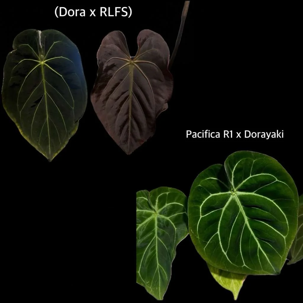 (Dorayaki x RLFS) x (Pacifica R1 x Dorayaki).jpeg