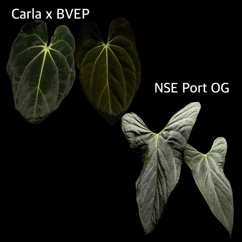 (Caral x BVEP) x NSE Port OG.jpeg