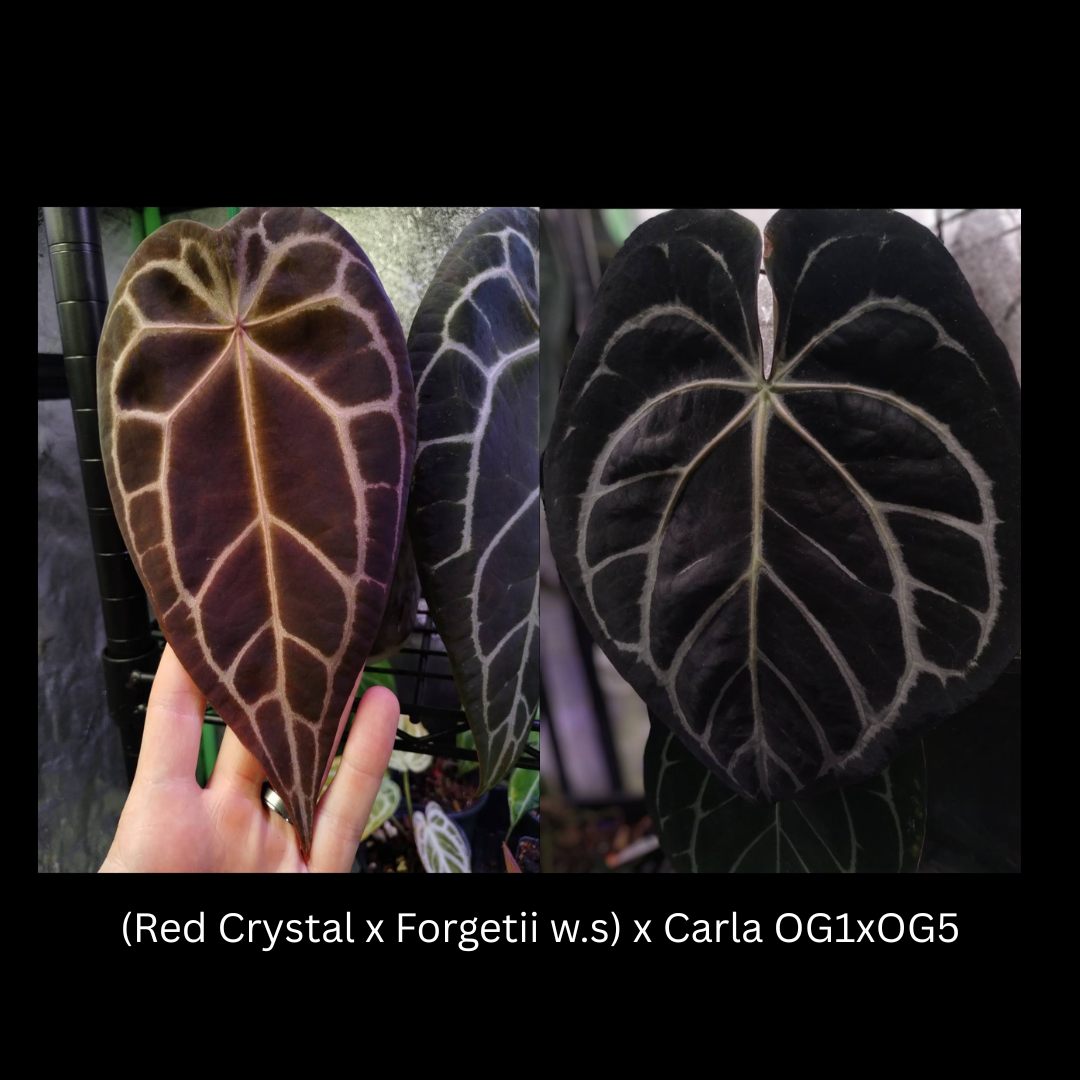 (Red Crystal x Forgetii w.s) x Carla OG1xOG5.png