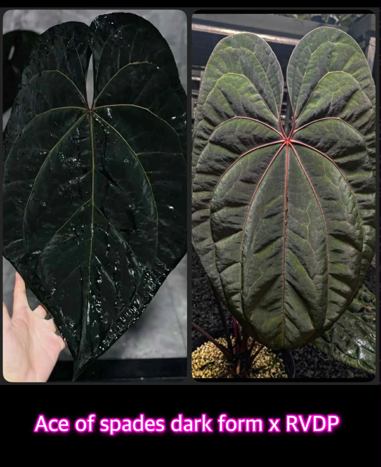 AOS DF x RVDP.jpg
