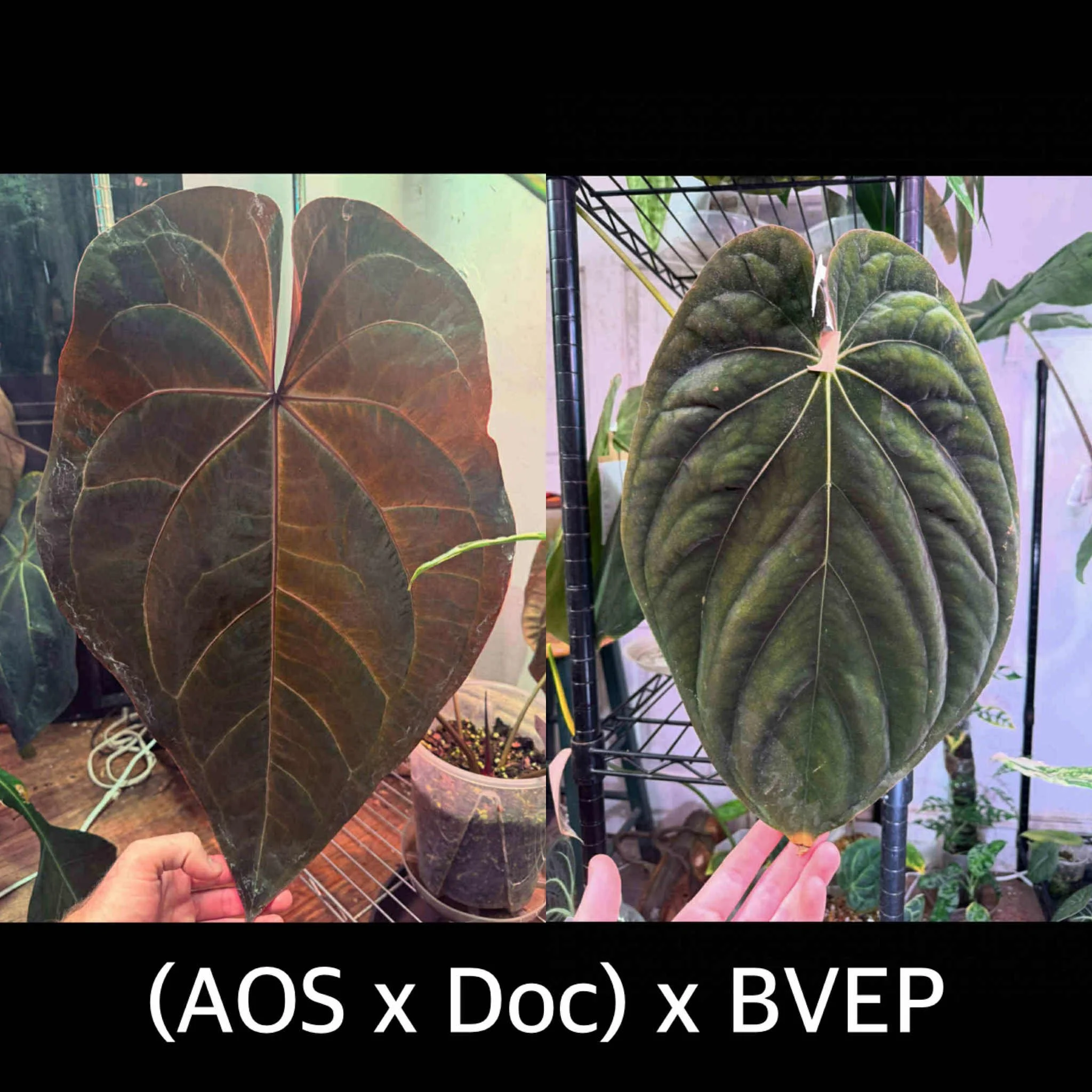 (AOS x Doc) x BVEP.jpg