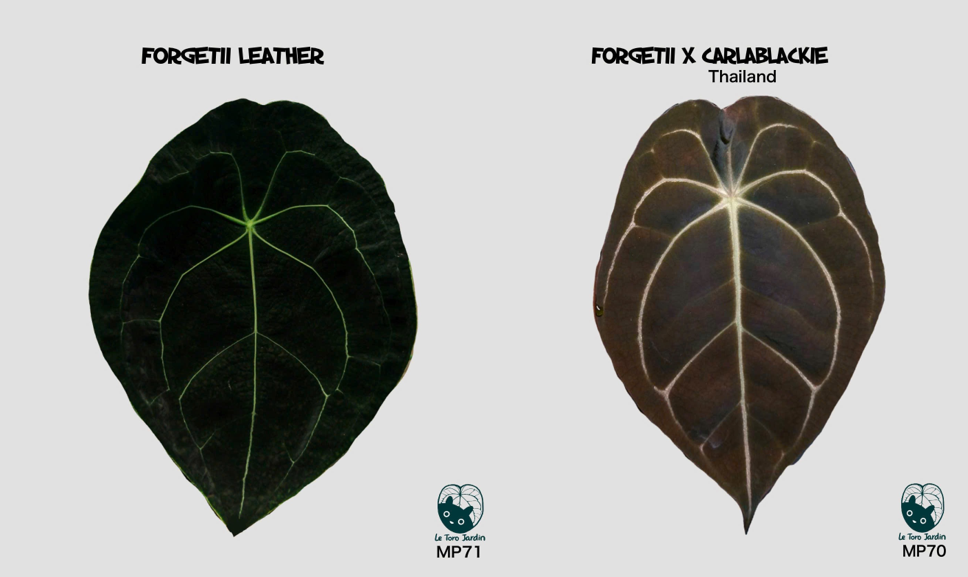 Forgetii x (Forgetii x Carlablackie).png