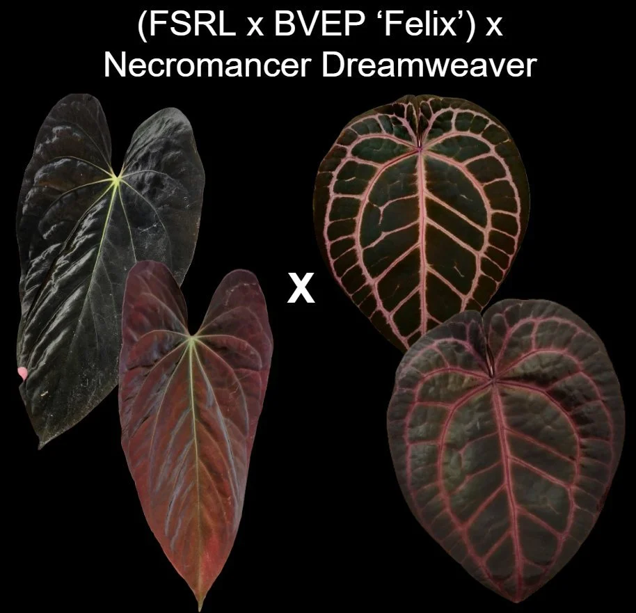 (FSRL x BVEP Felix) x Necromancer Dreamweaver.jpg