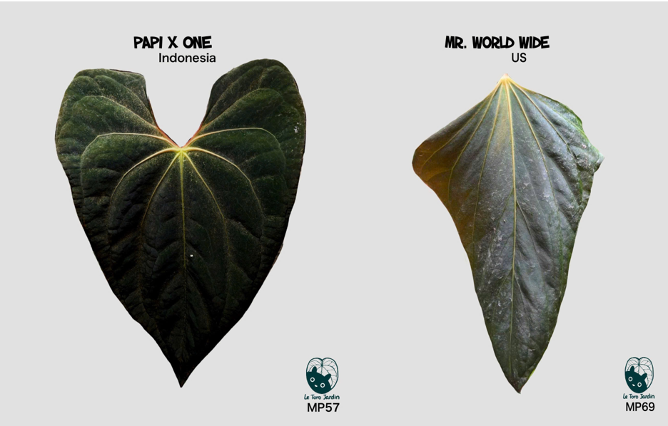 Papi x one x Mr Worldwide.png