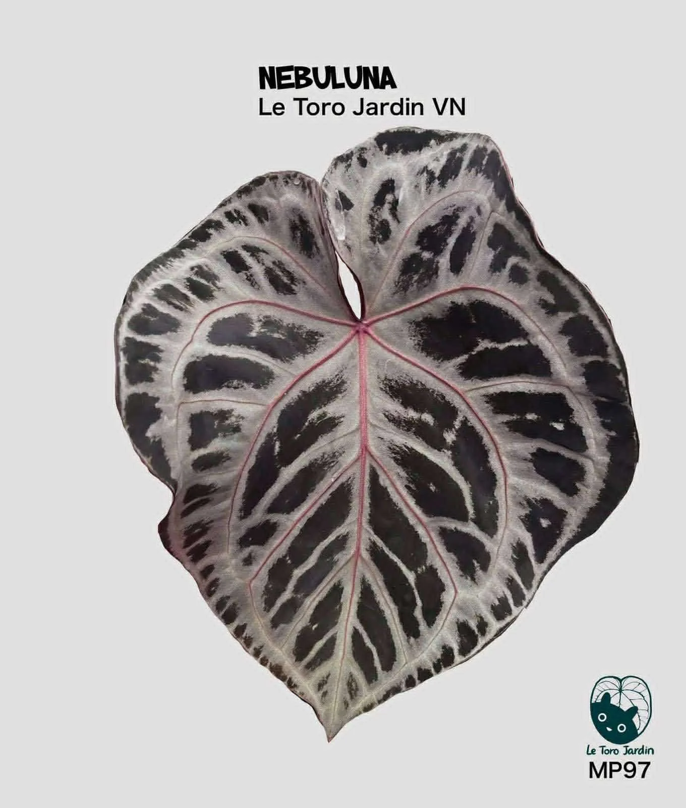 Nebuluna.jpg