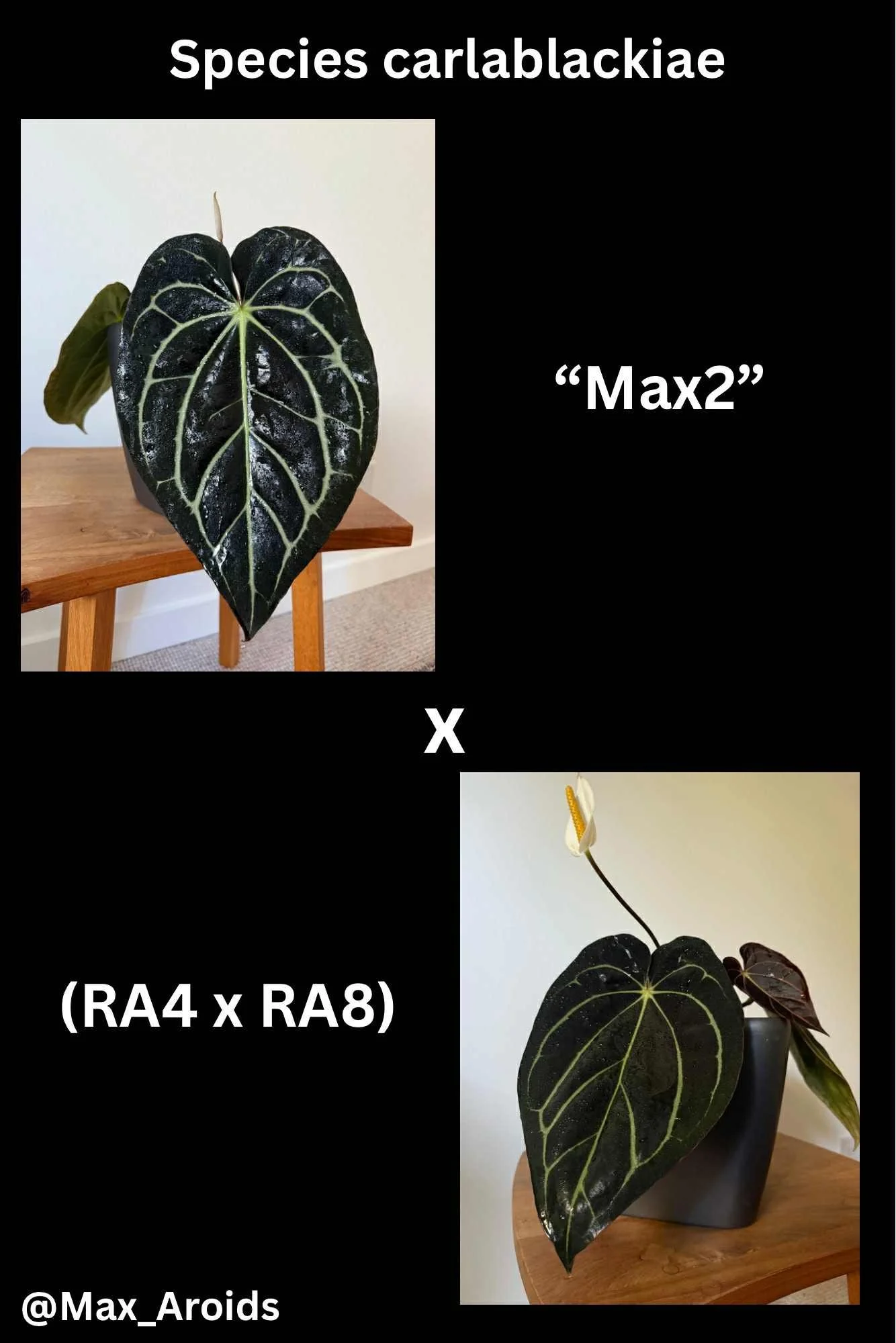 Max - Carla Max 2 x Cara (RA4 x RA8).jpg