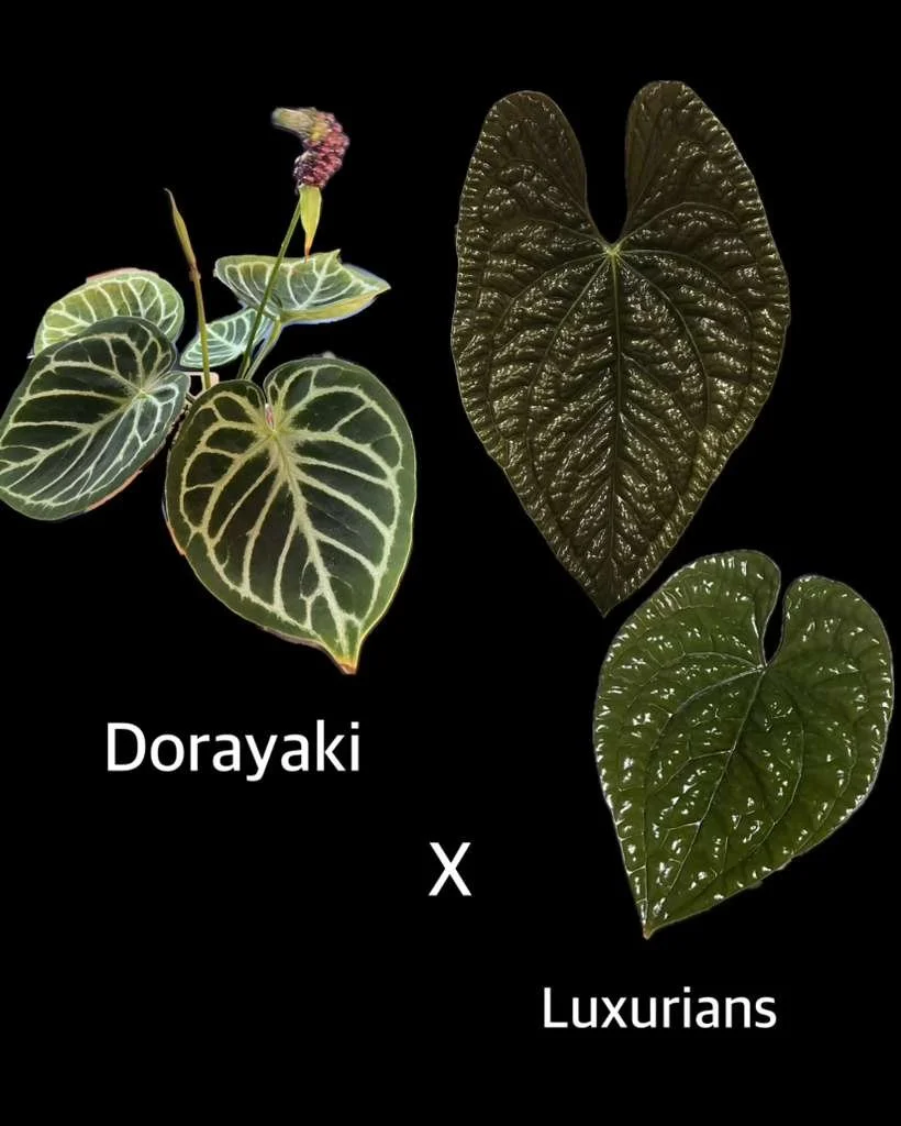 Dorayaki x Luxurians .jpeg