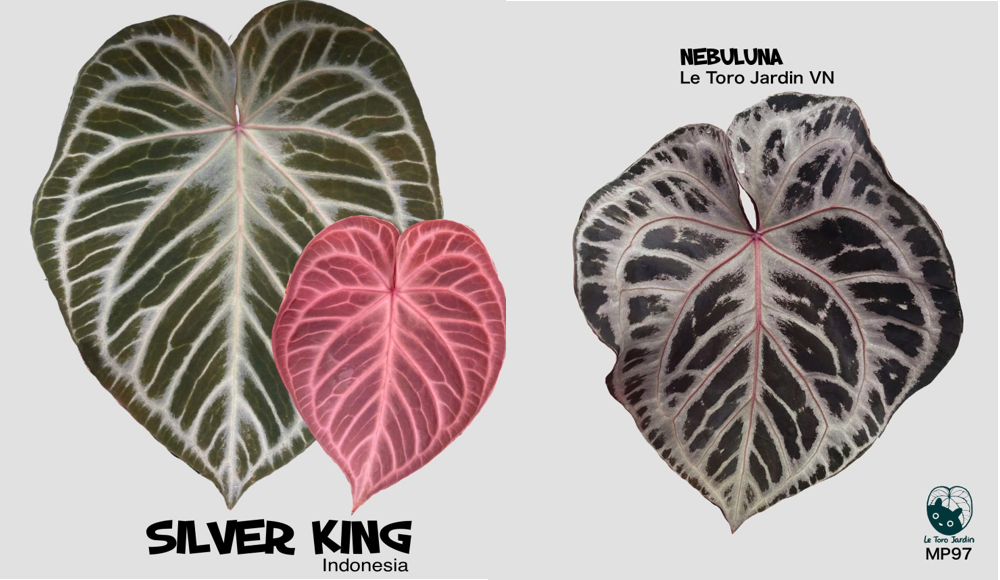 Silver king x Nebuluna.png