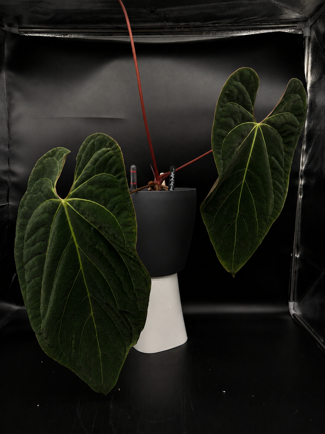 Long x Long Bullet Papillilaminum