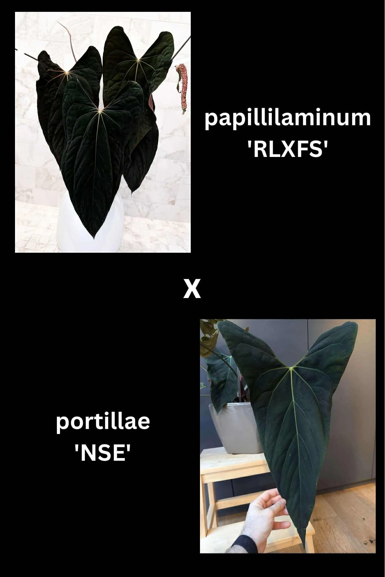 Max - RLFS x NSE Port.jpg
