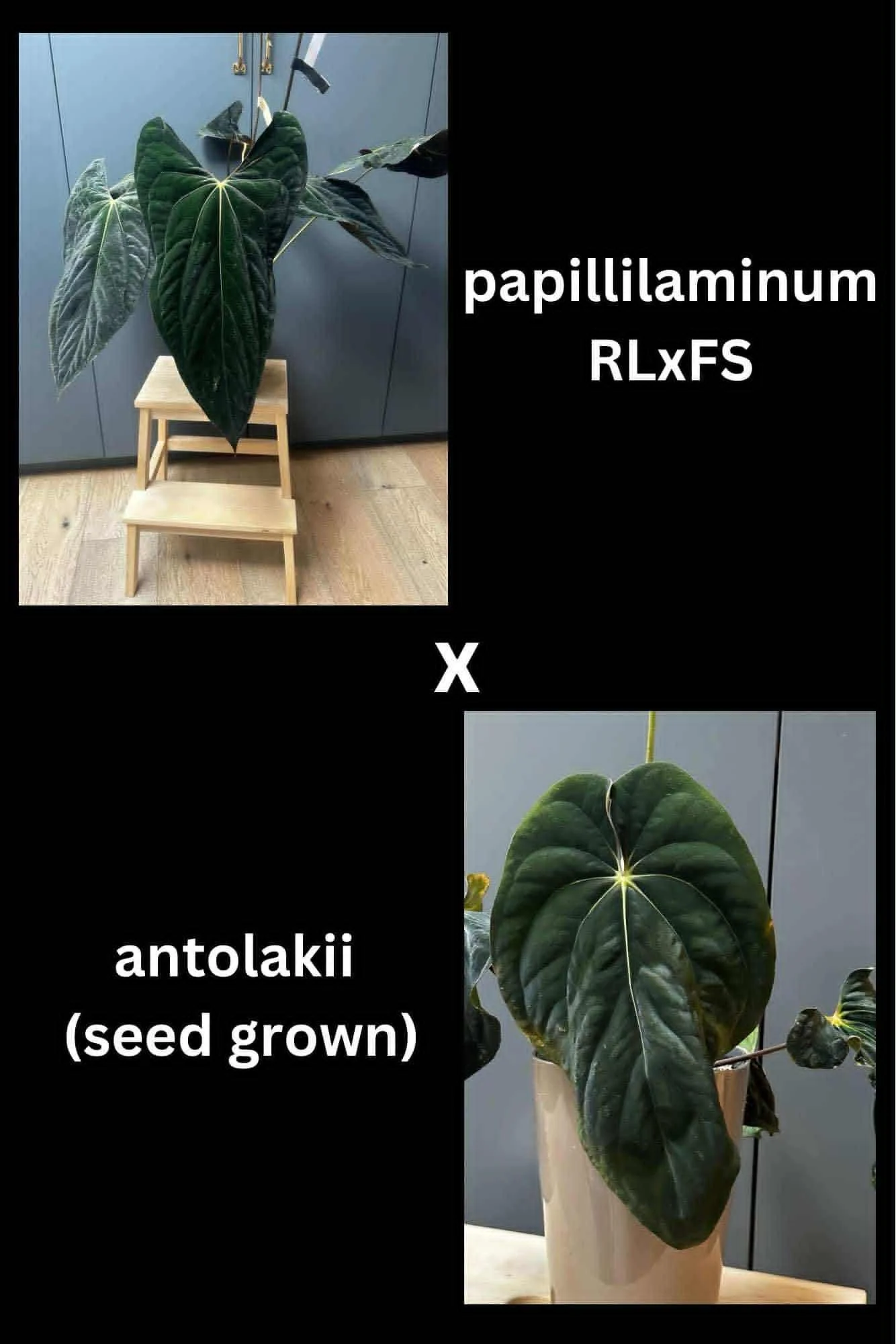 RLFS x BVEP.jpg