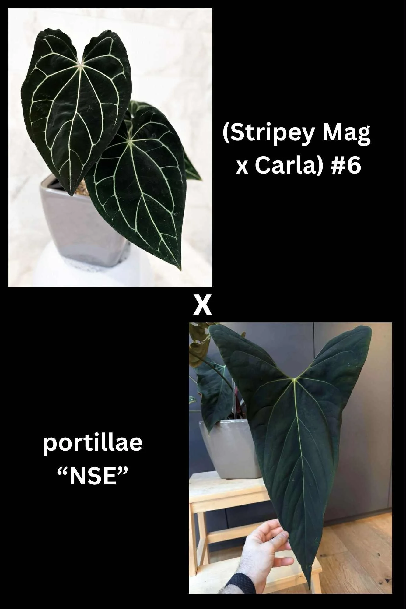 Max - (Stripey Mag x Carla) x NSE Port.jpg