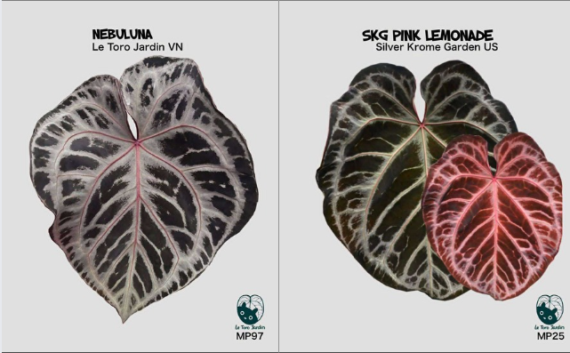 Nebuluna x SKG PL.png