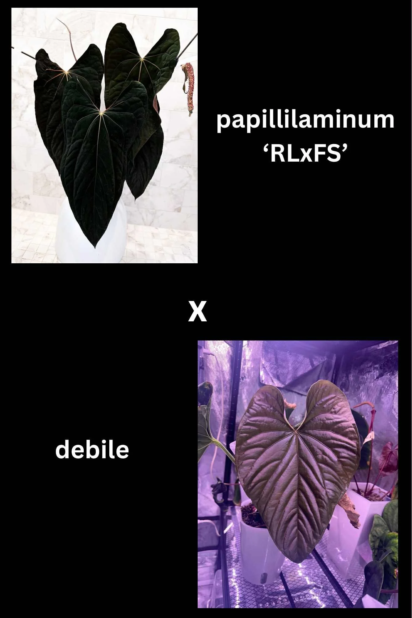 Max - RLFS x debile.jpg