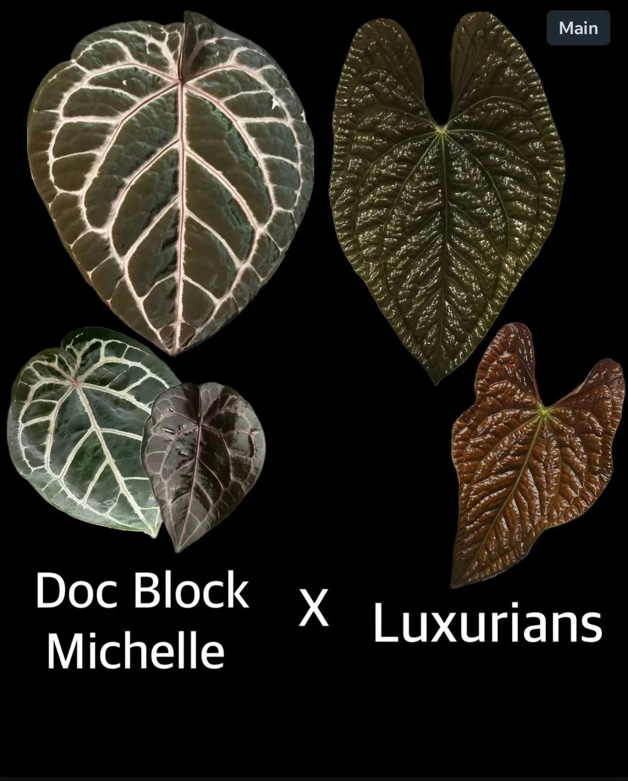 Doc Block Michelle x Luxurians .jpeg