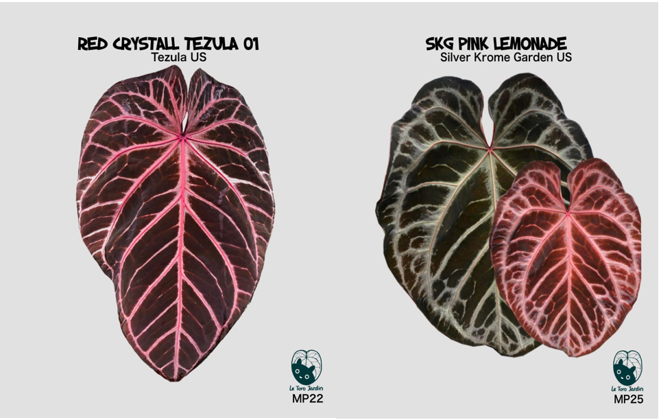 Red crystall Tezula x SKG Pink Lemonade.png