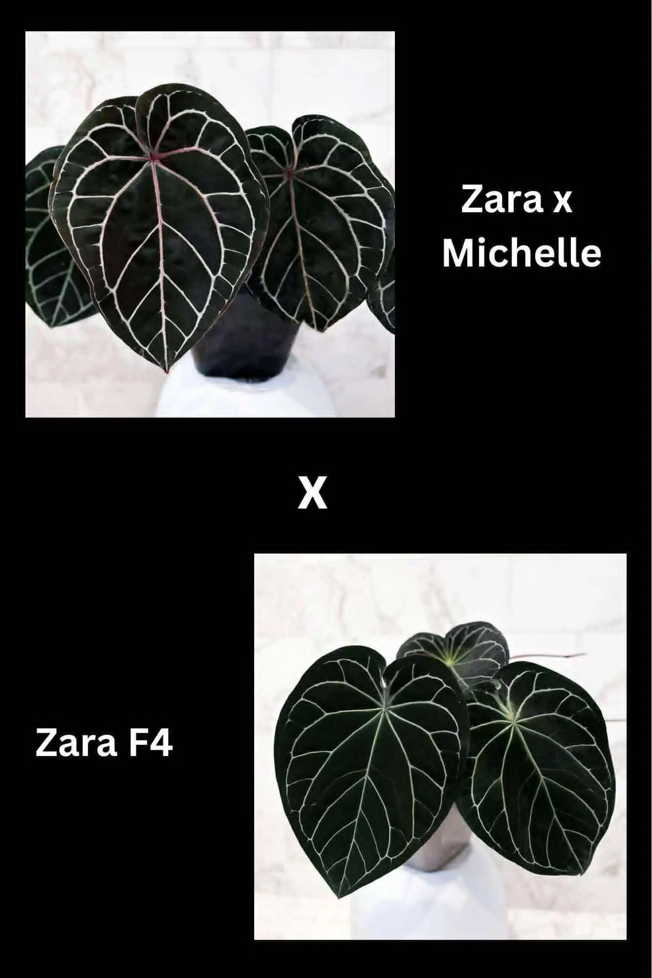 (Zara x Michelle) x Zara F4.jpg