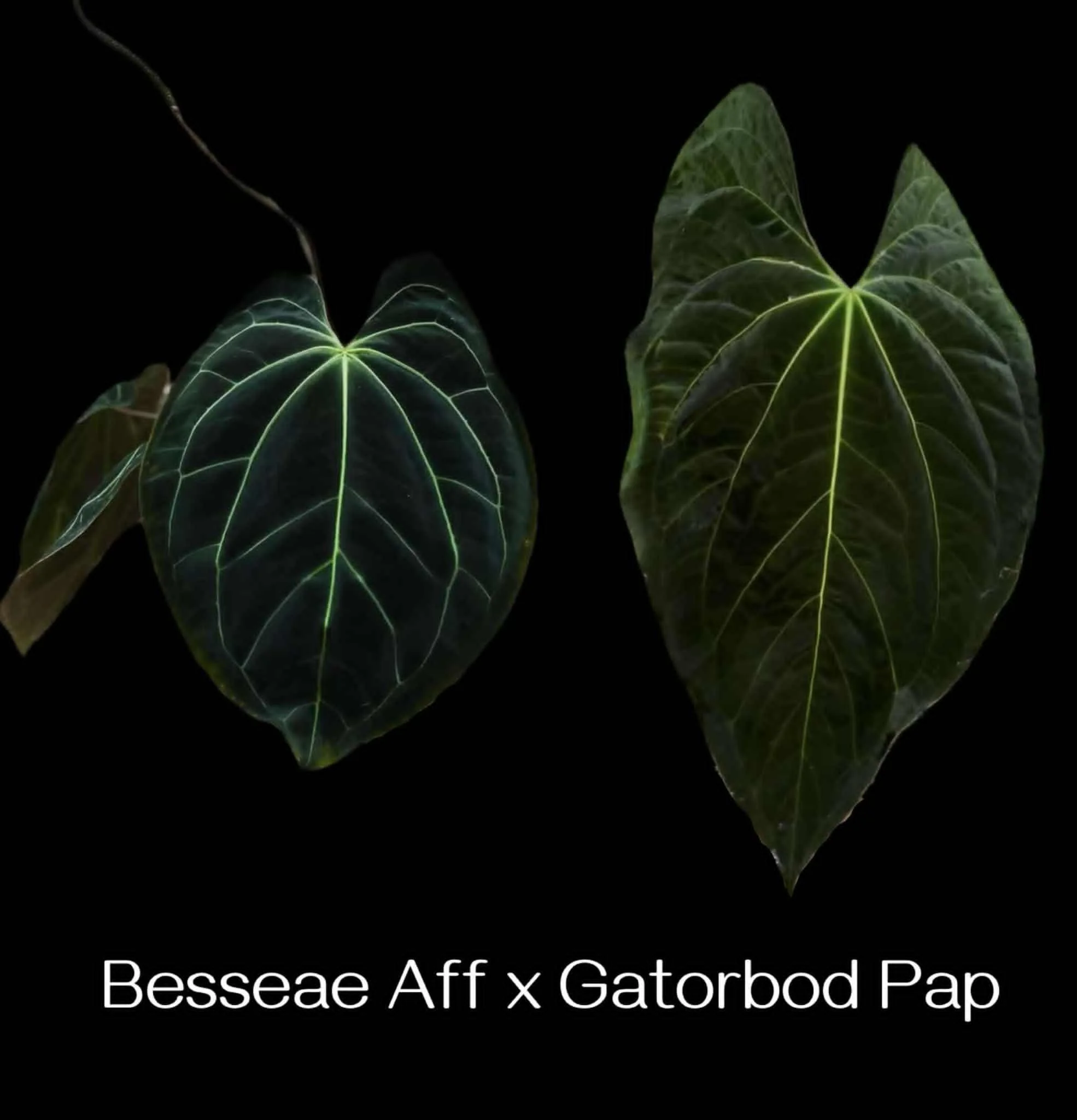 Besseae Aff x Gatorbod Pap.jpg