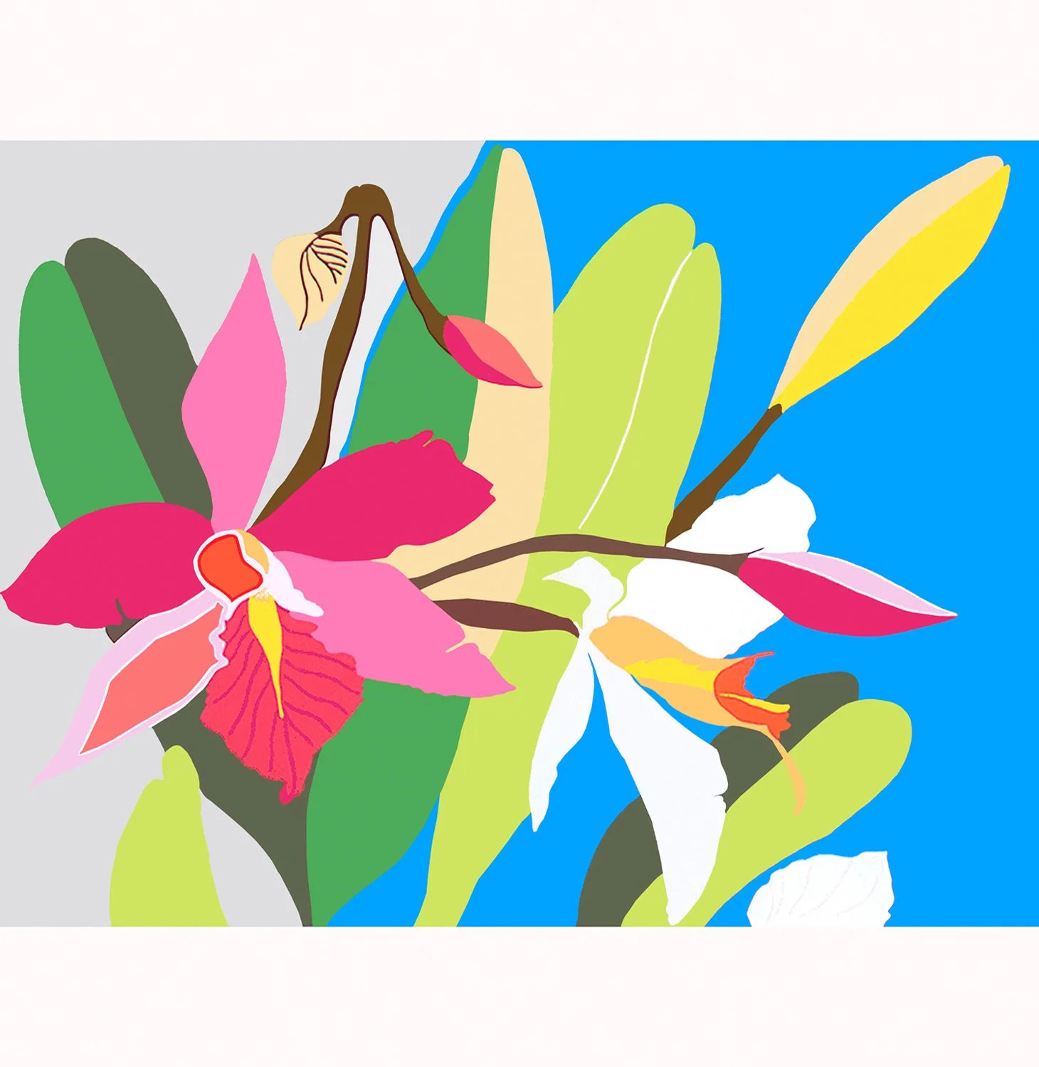 Orchid