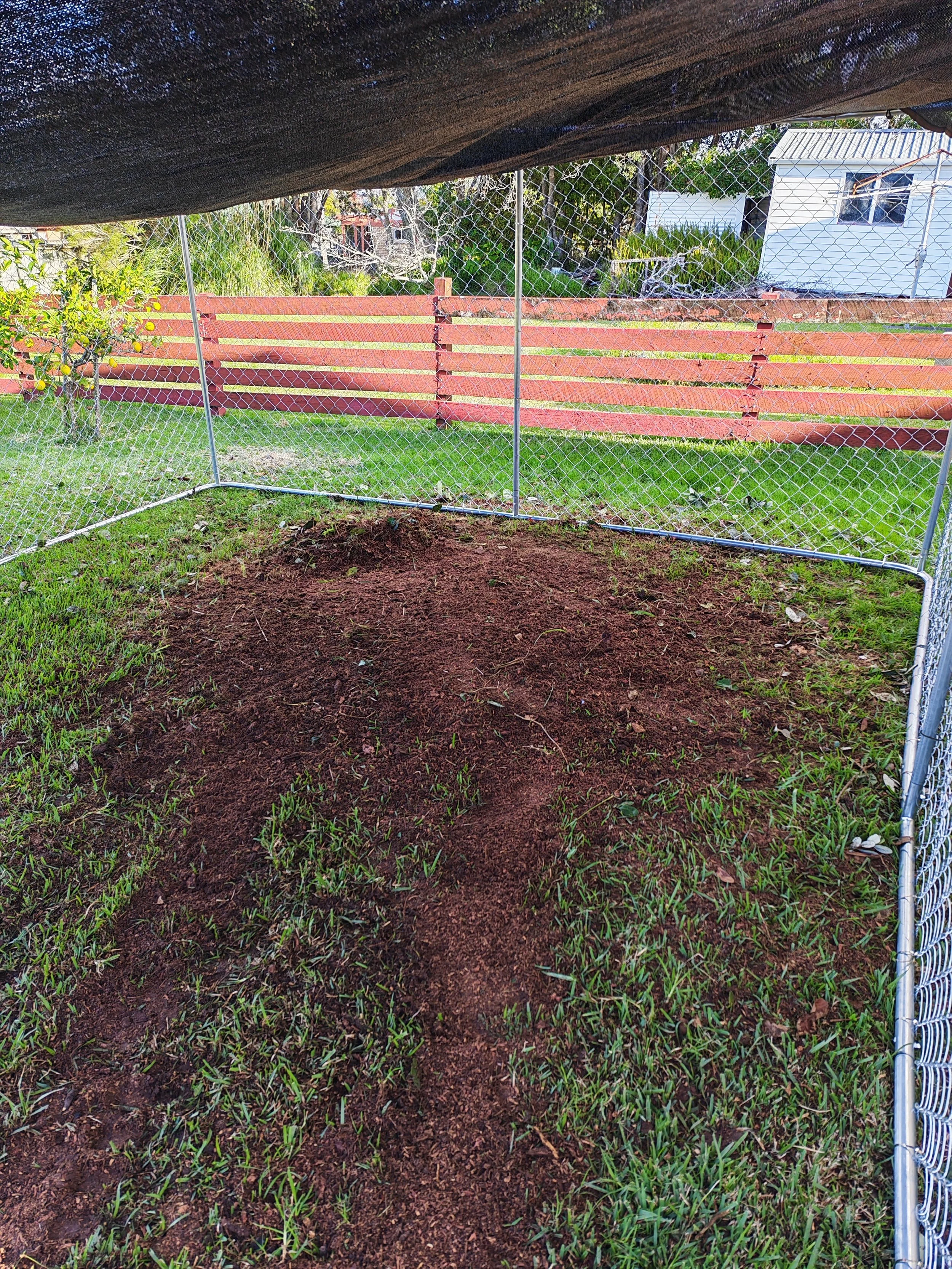 A fenced backyard area with a patch of dirt and green grass, a small tree with yellow fruit, a red wooden fence, and a white building with a metal roof in the background.