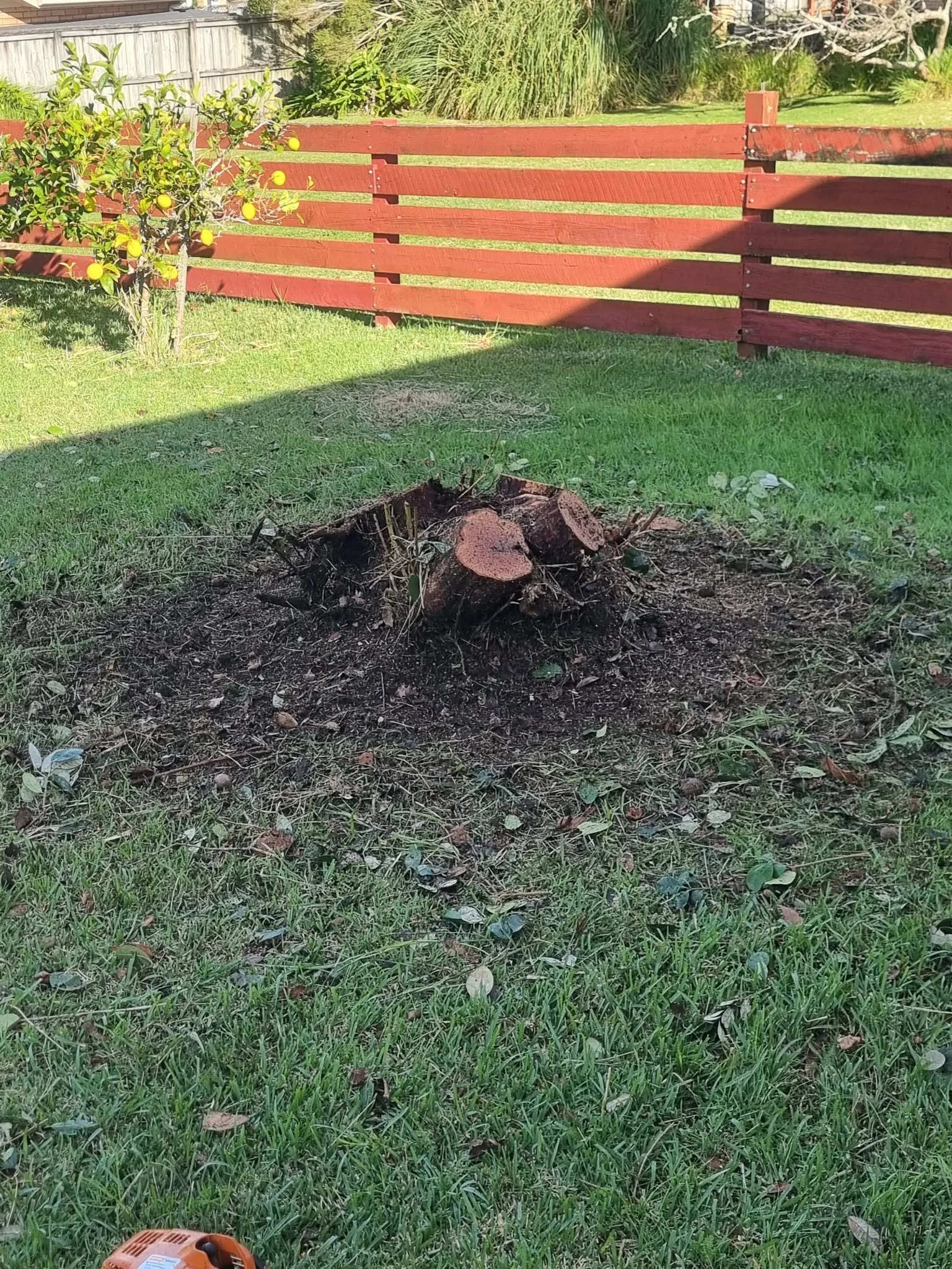 A backyard scene with a small lemon tree on the left, a red wooden fence in the background, and a cut tree stump on the grass in the foreground. A gardening tool is partially visible in the bottom left corner.