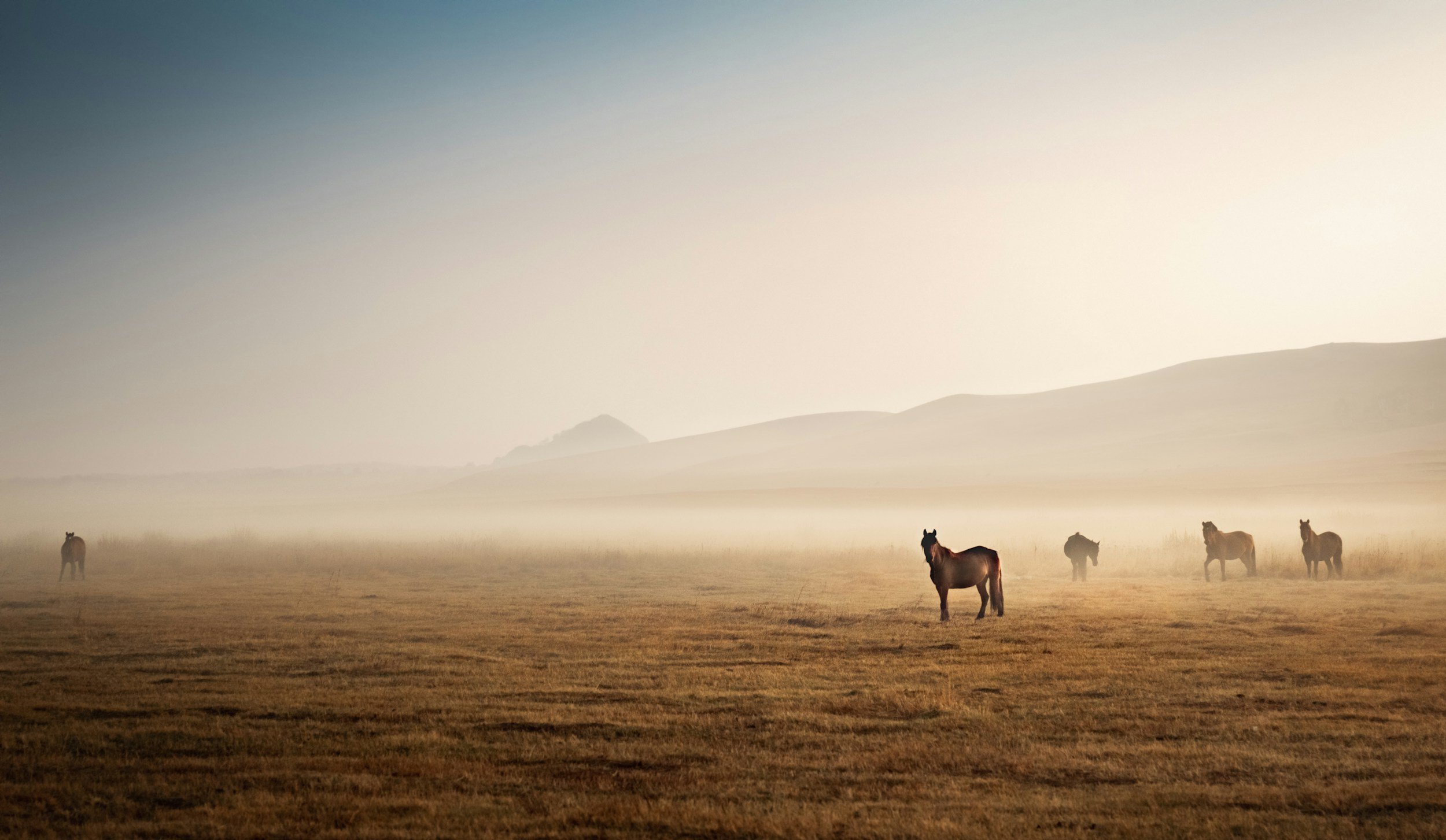 Horses standing in a foggy field at sunrise or sunset with hills in the background.