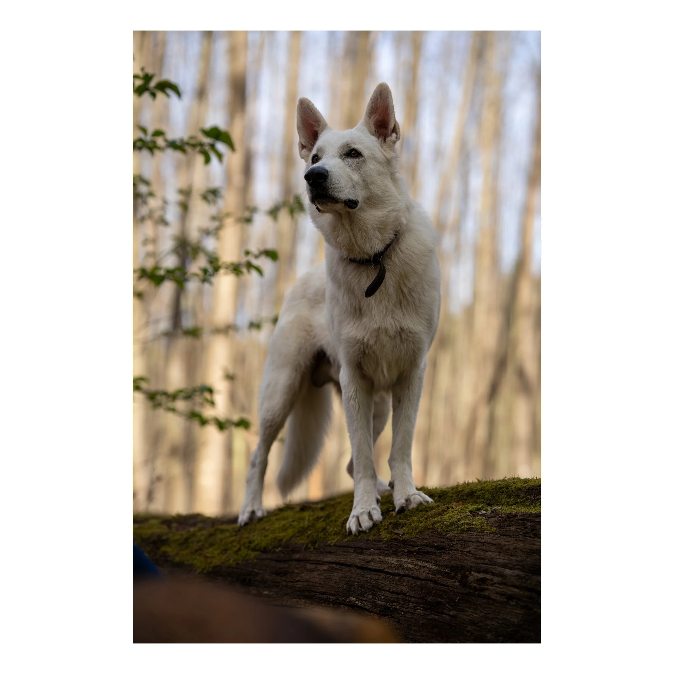Tierportrait
