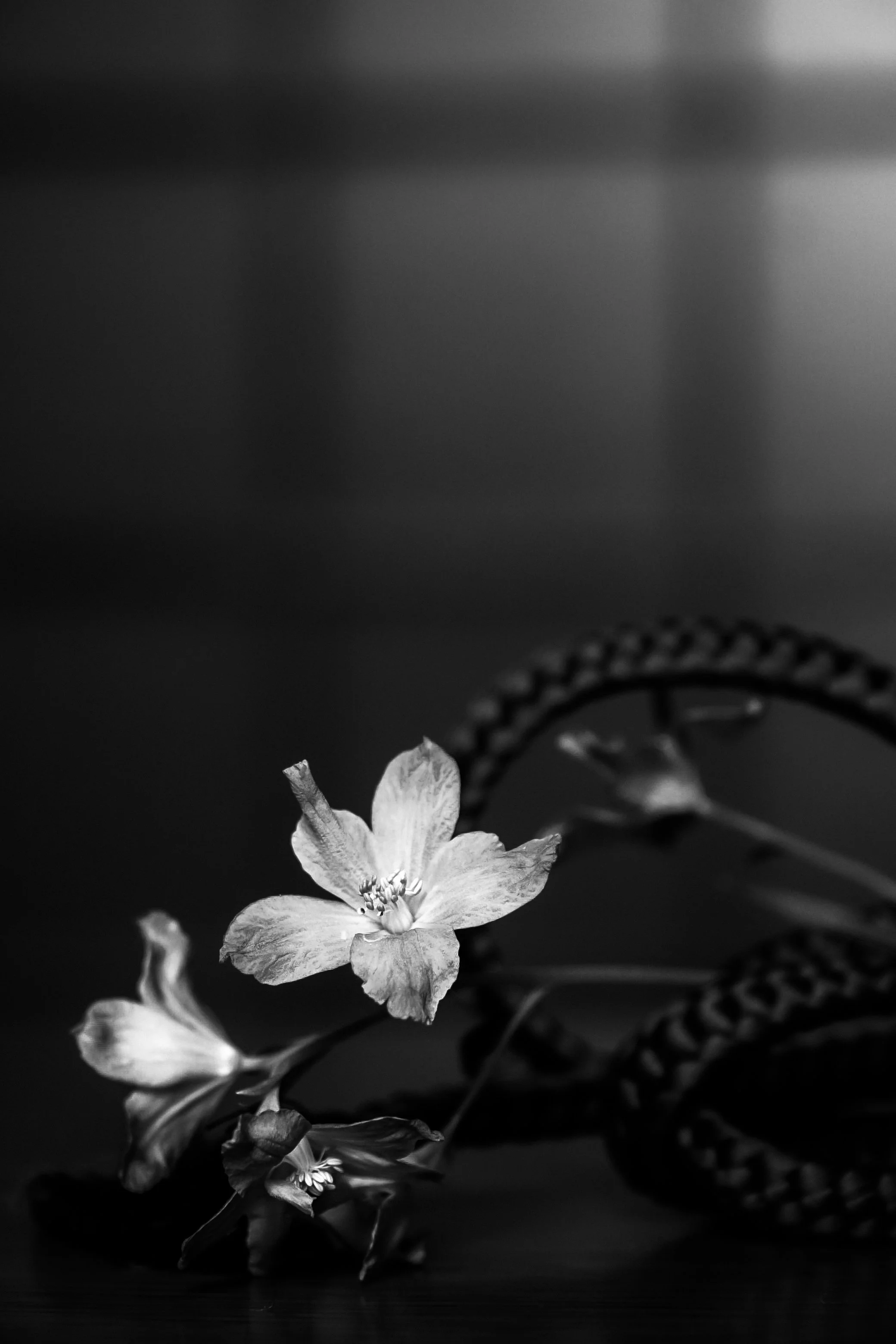 A black and white photo of a delicate flower with soft petals in the foreground and out-of-focus foliage in the background.