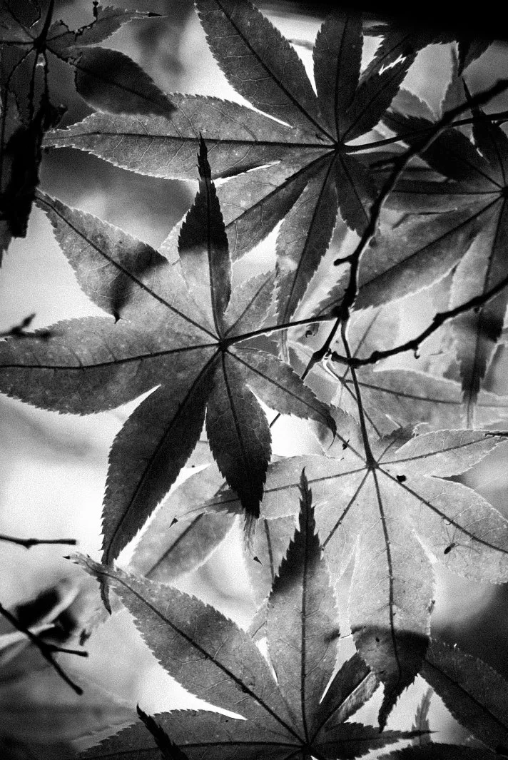 Black and white photo of overlapping maple leaves with serrated edges and pointed tips.