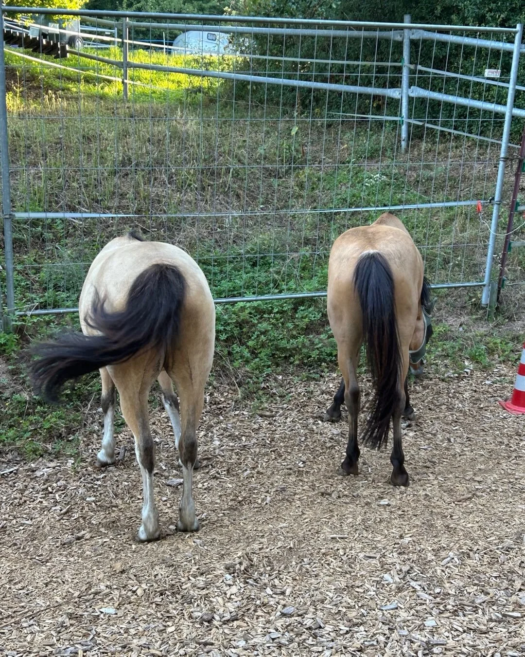 Ja, ich habe zwei Ponys gekauft 😅 vielleicht hei&szlig;en sie jetzt Bonnie und Clyde 🤷&zwj;♀️

Herzlichen Willkommen Betyus alias &bdquo;Clyde&ldquo;

Herzlichen Willkommen Lady