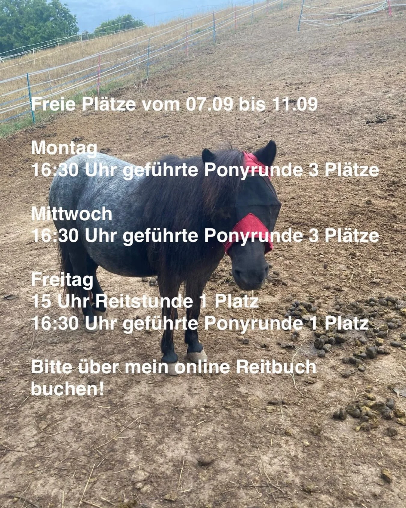 https://ponyreitschule-daniela-maier.reitbuch.com/weekplan.php