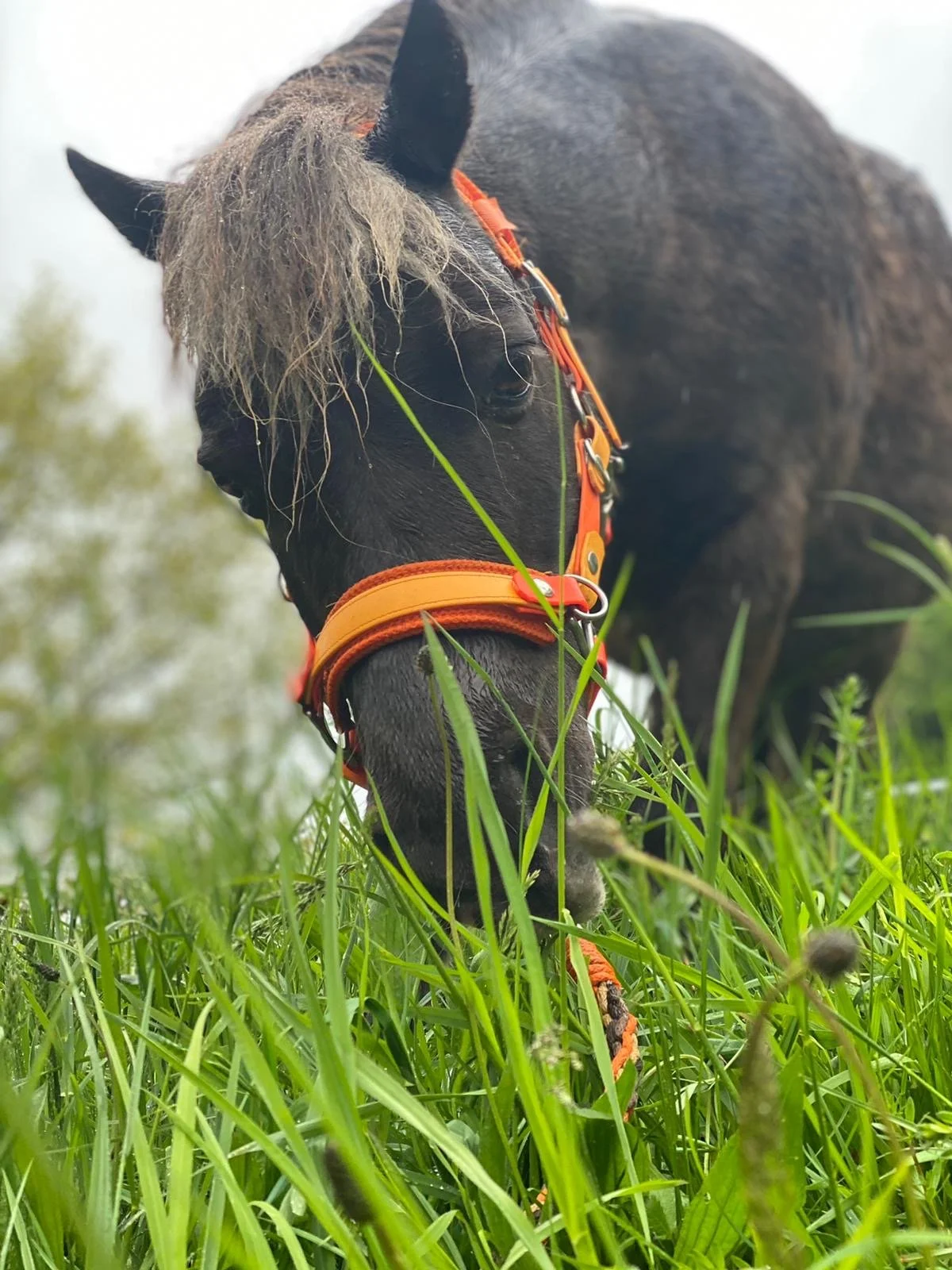 Juri