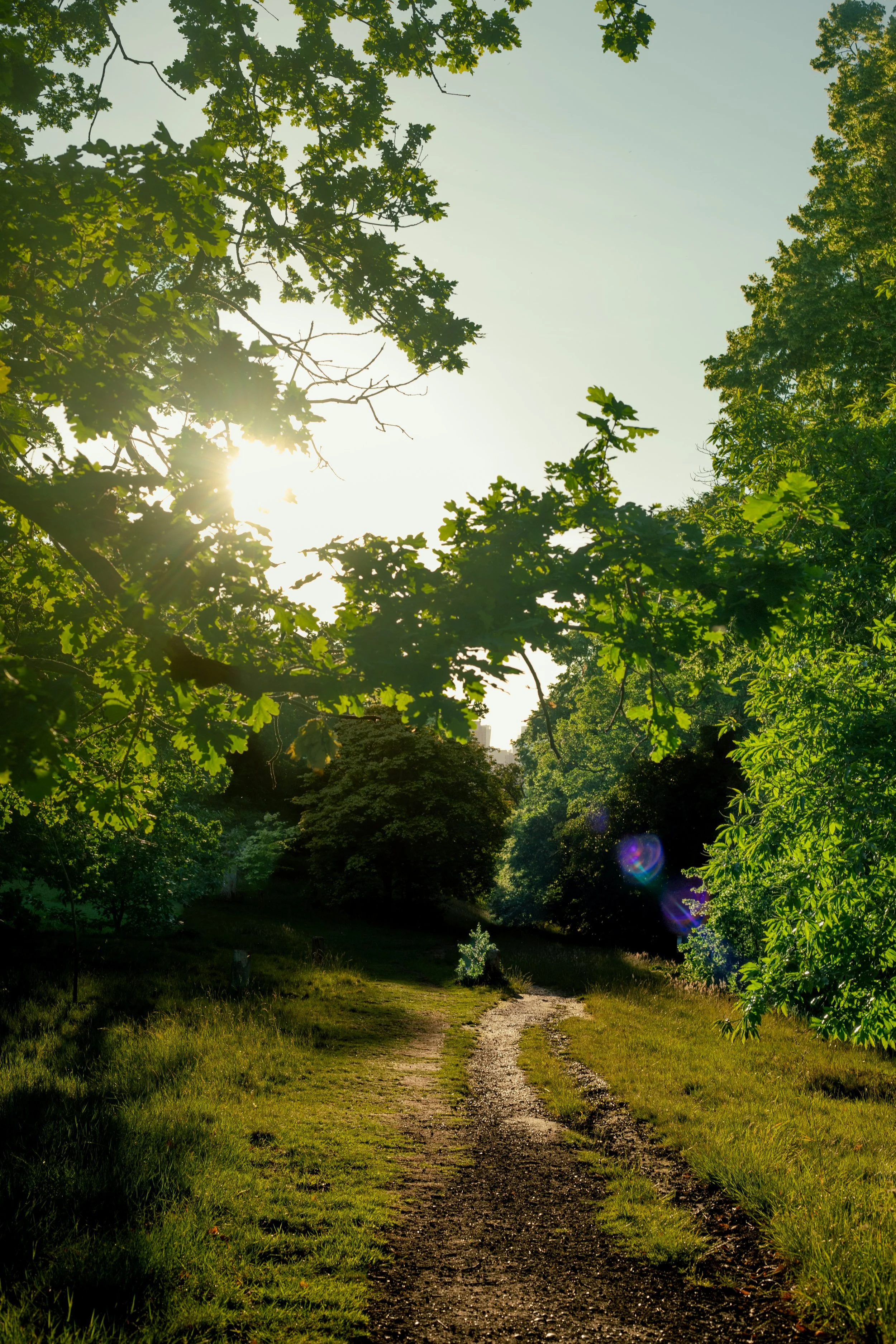 Sunlight through the trees along a winding path in Greenwich Park, London, on a summer evening.