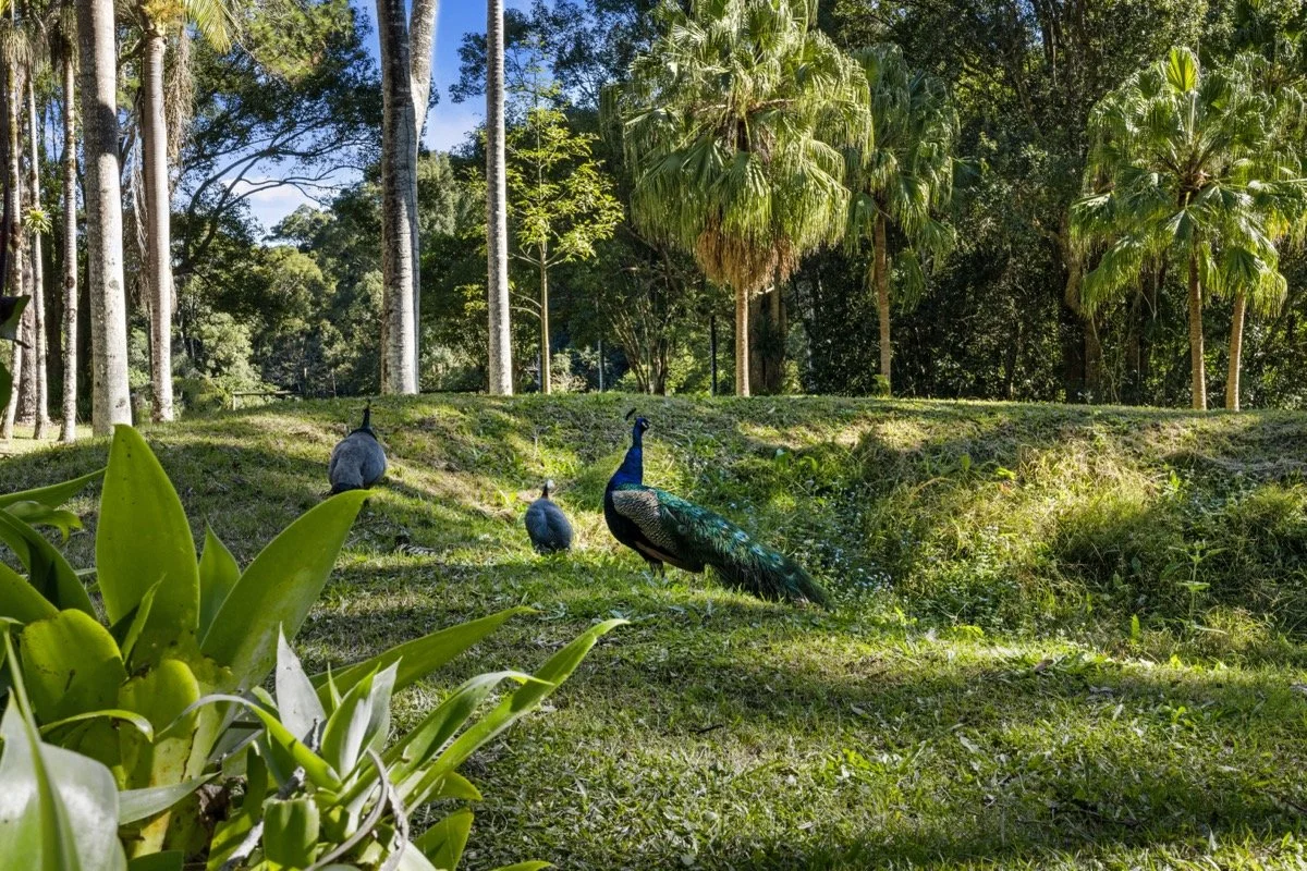 Peacocks and peahens in a lush, green forest.